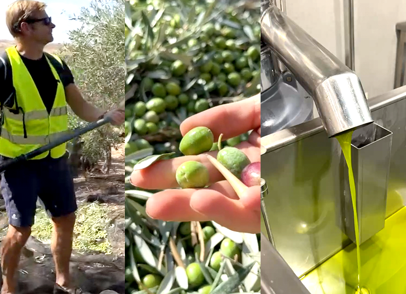 The Olive Mill and the Artistic Miracle